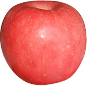 >> FUJI Apples LARGE 6PCS/8PCS