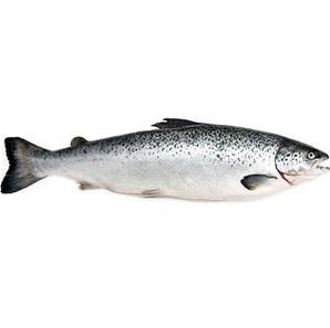 >> Fresh Salmon Supreme 110-140g Scaled