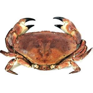 >> Live Brown Crab (size large) 500g-1kg