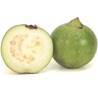 >> LOOSE RATE Giant Guava