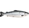 >> Fresh Salmon Supreme 110-140g Scaled